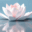 serenitycounselingclinic.com favicon